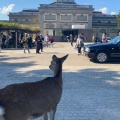 実際訪問したユーザーが直接撮影して投稿した登大路町展示館奈良国立博物館 なら仏像館の写真