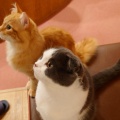 おやつ - 実際訪問したユーザーが直接撮影して投稿した栄テーマカフェ猫カフェ MOCHA 名古屋栄店の写真のメニュー情報