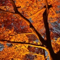 実際訪問したユーザーが直接撮影して投稿した三波川公園桜山公園の写真