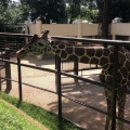 実際訪問したユーザーが直接撮影して投稿した老松町動物園野毛山動物園の写真