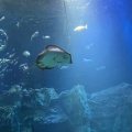 実際訪問したユーザーが直接撮影して投稿した戸賀塩浜水族館 / アクアリウム男鹿水族館GAOの写真