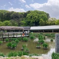 実際訪問したユーザーが直接撮影して投稿した宰府庭園太宰府天満宮の花菖蒲の写真