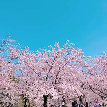 実際訪問したユーザーが直接撮影して投稿した一番堀通町公園白山公園の写真