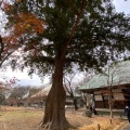 実際訪問したユーザーが直接撮影して投稿した奥沢自然名所浄真寺 九品仏のカヤの写真