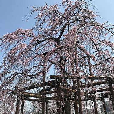 実際訪問したユーザーが直接撮影して投稿した浅草公園台東区立隅田公園 桜の広場の写真
