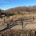 実際訪問したユーザーが直接撮影して投稿した野津田町公園薬師池公園の写真