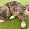 実際訪問したユーザーが直接撮影して投稿した桜木町テーマカフェ猫カフェMOCHA(モカ) アルシェ大宮店の写真