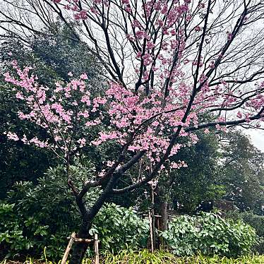 実際訪問したユーザーが直接撮影して投稿した九段北地域名所靖国神社社号標の写真