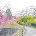 実際訪問したユーザーが直接撮影して投稿した東坂本植物園 / 樹木園和歌山県植物公園 緑花センターの写真