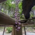 実際訪問したユーザーが直接撮影して投稿した牛島花のきれいなスポット藤花園の写真