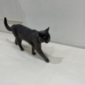 実際訪問したユーザーが直接撮影して投稿した白鳥町カフェCat Cafe MOFF イオンモール豊川店の写真