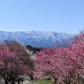 実際訪問したユーザーが直接撮影して投稿した藤原町鼎公園いなべ市梅林公園の写真