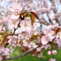 実際訪問したユーザーが直接撮影して投稿したモエレ沼公園桜の名所モエレ沼公園 サクラの森の写真