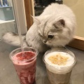 実際訪問したユーザーが直接撮影して投稿した菖蒲町菖蒲カフェCat Cafe MOFF モラージュ菖蒲の写真