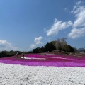 実際訪問したユーザーが直接撮影して投稿した箕郷町松之沢公園みさと芝桜公園の写真