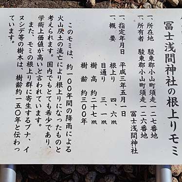 ありがとーまたどこかでさんが投稿した須走地域名所のお店根上がりモミ(天然記念物)/ネアガリモミ テンネンキネンブツの写真