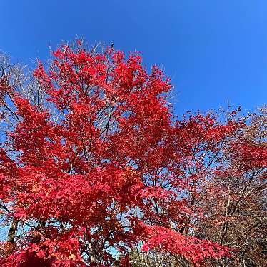 実際訪問したユーザーが直接撮影して投稿した三波川公園桜山公園の写真