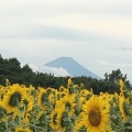 実際訪問したユーザーが直接撮影して投稿した明野町浅尾花のきれいなスポット明野のひまわり畑の写真