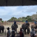 実際訪問したユーザーが直接撮影して投稿した山小川動物園アニマルワンダーリゾウト 市原ぞうの国の写真