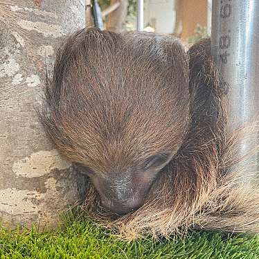 実際訪問したユーザーが直接撮影して投稿した井口明神テーマカフェMoff animal cafe アルパーク店の写真