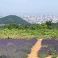 実際訪問したユーザーが直接撮影して投稿した盤渓植物園 / 樹木園幌見峠ラベンダー園の写真