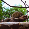 実際訪問したユーザーが直接撮影して投稿した槻谷動物園ぎふ金華山 リス村の写真