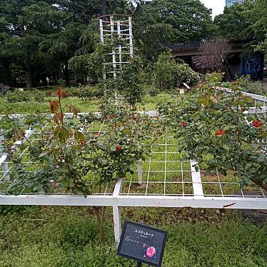 実際訪問したユーザーが直接撮影して投稿した代々木神園町公園代々木公園 バラの園の写真