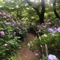 実際訪問したユーザーが直接撮影して投稿した矢田町寺矢田寺の写真