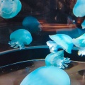 実際訪問したユーザーが直接撮影して投稿した今泉水族館 / アクアリウム鶴岡市立加茂水族館の写真