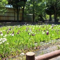 実際訪問したユーザーが直接撮影して投稿した吉之丸公園九華公園の写真