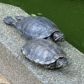 実際訪問したユーザーが直接撮影して投稿した海岸 / 岬江ノ島海岸の写真