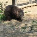 実際訪問したユーザーが直接撮影して投稿した綾羽動物園五月山動物園の写真