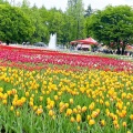 実際訪問したユーザーが直接撮影して投稿した花園町公園砺波チューリップ公園の写真