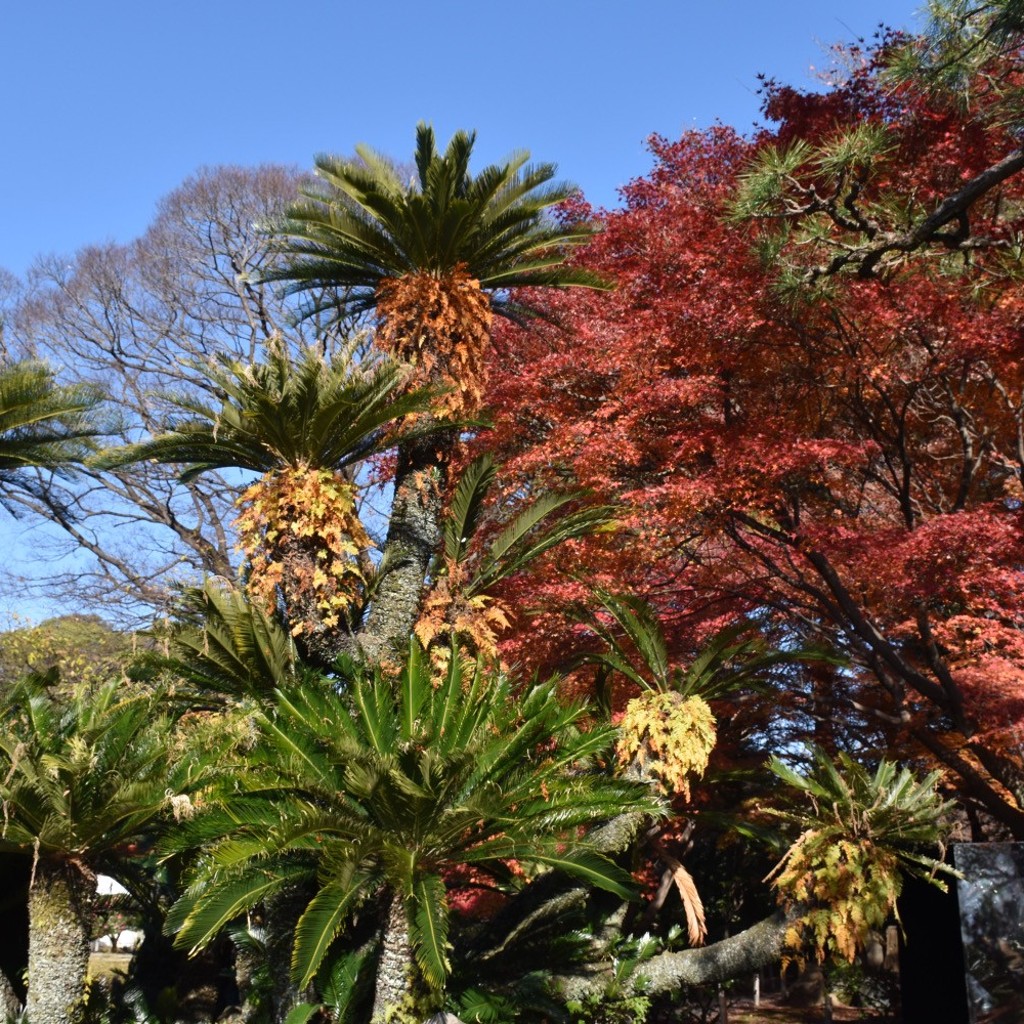 実際訪問したユーザーが直接撮影して投稿した二の丸公園二の丸街園の写真