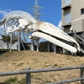 実際訪問したユーザーが直接撮影して投稿した和田町仁我浦イベントスペースクジラ広場 (シロナガスクジラ全身骨格)の写真