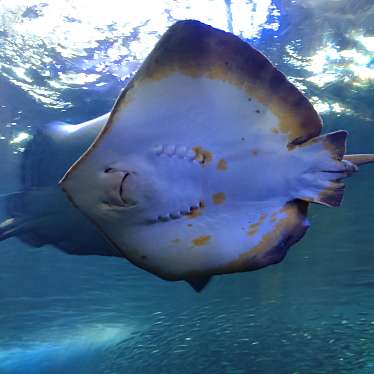 新江ノ島水族館のundefinedに実際訪問訪問したユーザーunknownさんが新しく投稿した新着口コミの写真