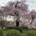 実際訪問したユーザーが直接撮影して投稿した祇園町北側公園祇園しだれ桜の写真