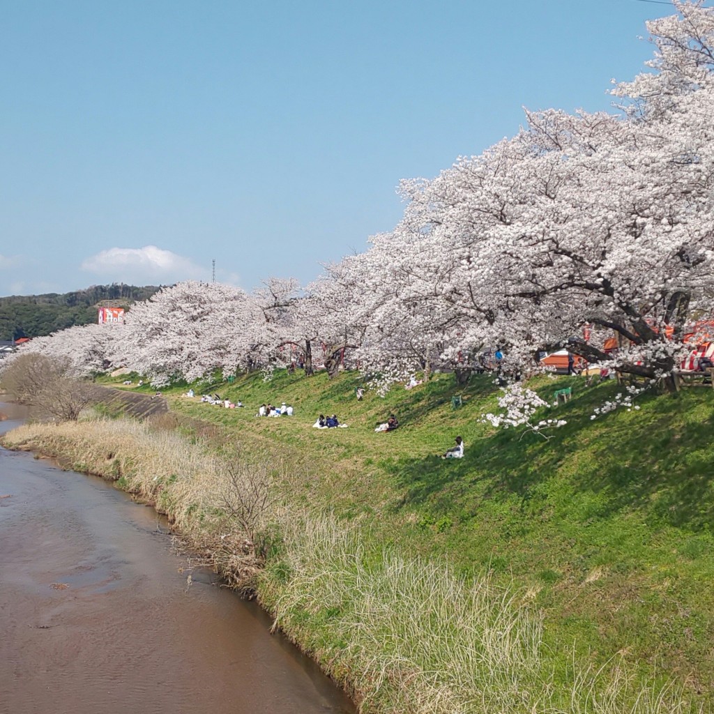 実際訪問したユーザーが直接撮影して投稿した木次町木次桜の名所斐伊川堤防桜並木の写真