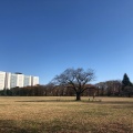 実際訪問したユーザーが直接撮影して投稿した八幡町公園武蔵野中央公園の写真