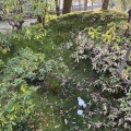 実際訪問したユーザーが直接撮影して投稿した宝永庭園養浩館庭園の写真
