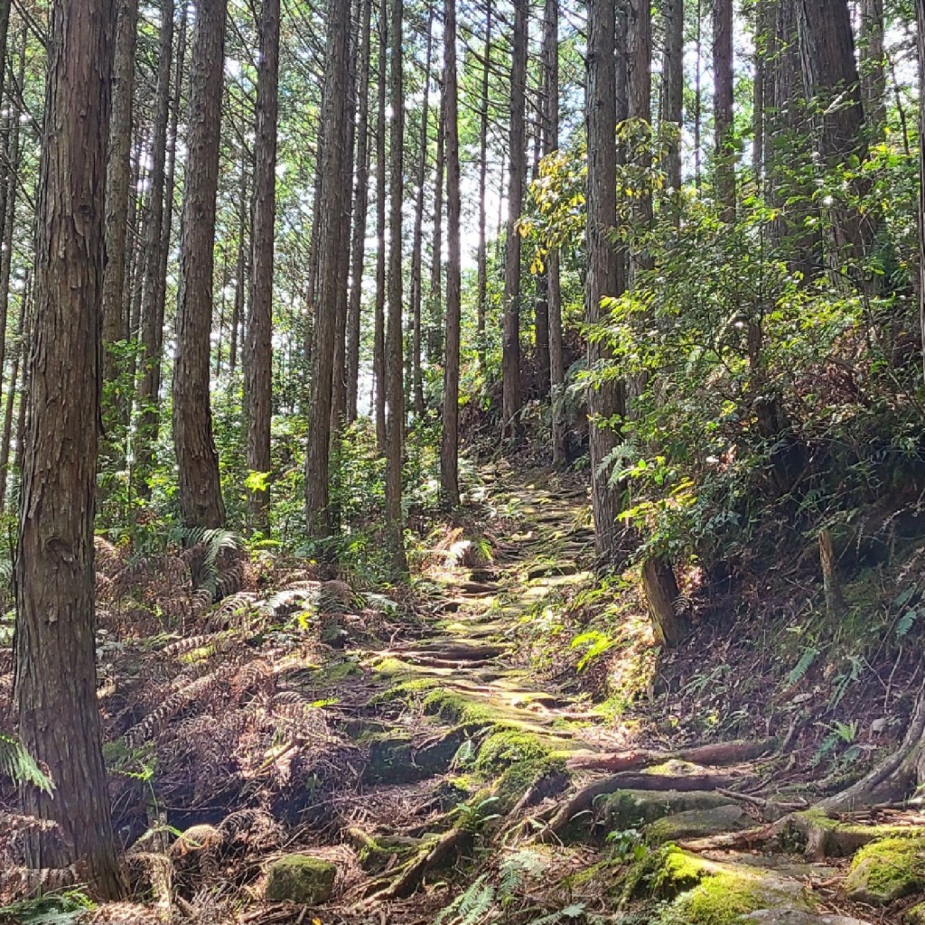 くまくまくまーさんが投稿した紀和町小栗須山 / 峠のお店通り峠/トオリトオゲの写真