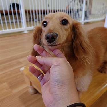 実際訪問したユーザーが直接撮影して投稿した須山動物ふれあいイヌの館の写真