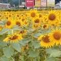 実際訪問したユーザーが直接撮影して投稿した片山道の駅道の駅 池田温泉の写真