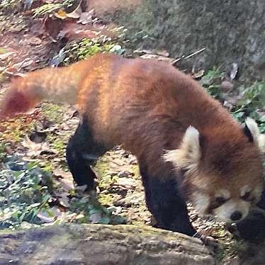 多摩動物公園のundefinedに実際訪問訪問したユーザーunknownさんが新しく投稿した新着口コミの写真