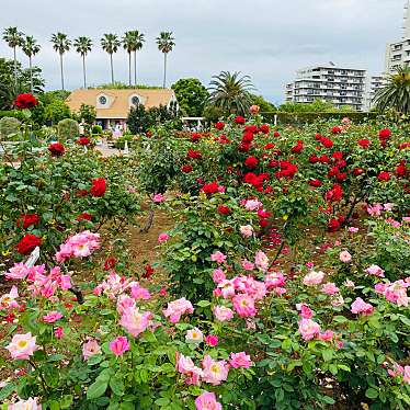 実際訪問したユーザーが直接撮影して投稿した谷津植物園 / 樹木園習志野市 谷津バラ園の写真