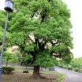 実際訪問したユーザーが直接撮影して投稿した永田町庭園国会前庭(北庭・南庭)の写真