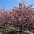 実際訪問したユーザーが直接撮影して投稿した大山町桜の名所東大山河津桜の写真