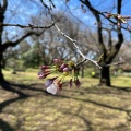 実際訪問したユーザーが直接撮影して投稿した白山植物園 / 樹木園小石川植物園の写真