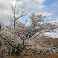 実際訪問したユーザーが直接撮影して投稿した緑町公園国営昭和記念公園の写真