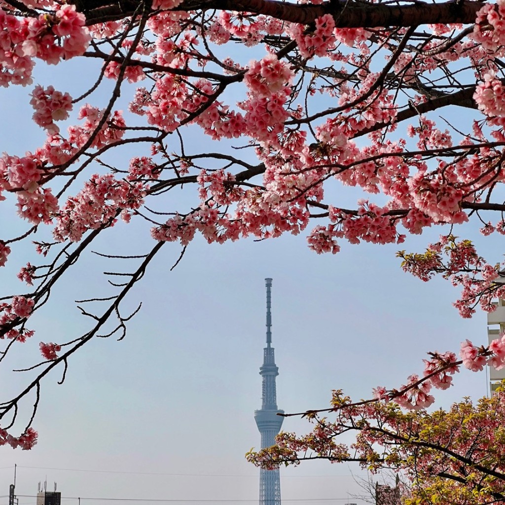 実際訪問したユーザーが直接撮影して投稿した平井河川旧中川 河津桜の写真